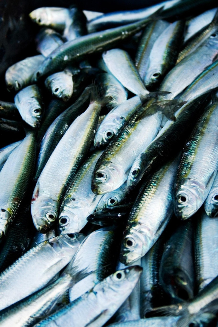 Overfishing